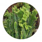 DwarfGiantFarm 100Pcs A Set Cryptomeria japonica Seed ProQgf