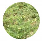 DwarfGiantFarm 100Pcs A Set Cunninghamia lanceolata Seed ProQgf