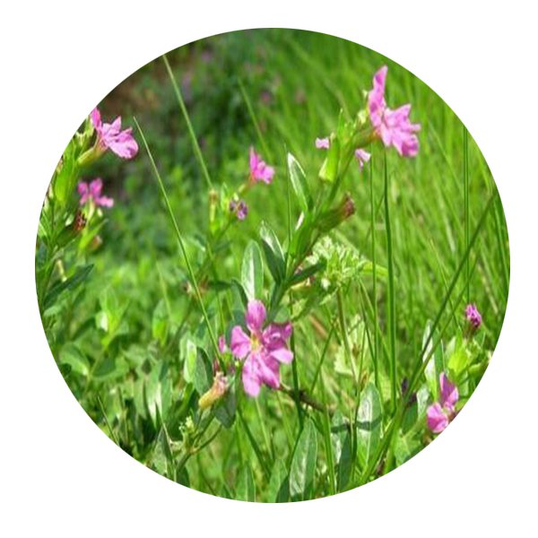 DwarfGiantFarm 100Pcs A Set Cuphea ignea A. DC. Seed ProQgf