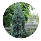 DwarfGiantFarm 100Pcs A Set Cupressus Blue Ice Seed ProQgf