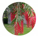DwarfGiantFarm 100Pcs A Set Callistemon viminalisCheel Seed  ProQgf