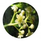 DwarfGiantFarm 100Pcs A Set Cinnamomum camphora  Seed  ProQgf