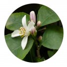 DwarfGiantFarm 100Pcs A Set Citrus wilsonii Tanaka Seed ProQgf