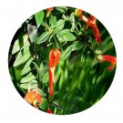 DwarfGiantFarm 100Pcs A Set Columnea magnifica Seed . ProQgf