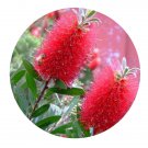 DwarfGiantFarm 100Pcs A Set Callistemon citrinus Seed . ProQgf