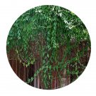 DwarfGiantFarm 100Pcs A Set Cissus sicyoides Seed. ProQgf