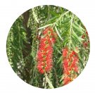 DwarfGiantFarm 100Pcs A Set Callistemon rigidus Seed ProQgf