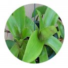 DwarfGiantFarm 100Pcs A Set Callisia fragrans Seed  ProQgf