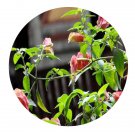 DwarfGiantFarm 100Pcs A Set Callispidia guttata Seed  ProQgf