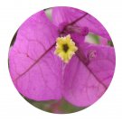 DwarfGiantFarm 100Pcs A Set Bougainvillea spectabilis wind Seed ProQgf