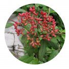 DwarfGiantFarm 100Pcs A Set Viburnum utile Seed ProQgf
