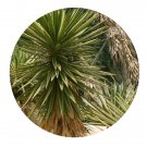 DwarfGiantFarm 100Pcs A Set Yucca aleifolia var. marginaia Seed ProQgf