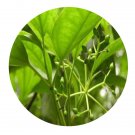 DwarfGiantFarm 100Pcs A Set Viburnum propinquum Hemsl Seed ProQgf