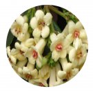 DwarfGiantFarm 100Pcs A Set Viburnum sempervirens Seed ProQgf