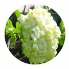 DwarfGiantFarm 100Pcs A Set Viburnum macrocephalum Seed ProQgf