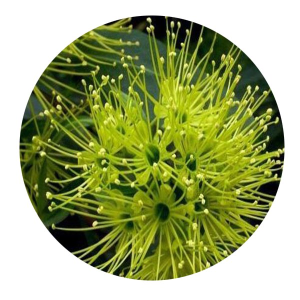 DwarfGiantFarm 100Pcs A Set Xanthostemon chrysanthus Seed ProQgf