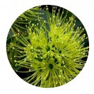 DwarfGiantFarm 100Pcs A Set Xanthostemon chrysanthus Seed ProQgf