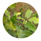 DwarfGiantFarm 100Pcs A Set Tsoongiodendron odorum Seed ProQgf