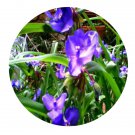 DwarfGiantFarm 100Pcs A Set Tradescantia Seed ProQgf
