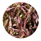 DwarfGiantFarm 100Pcs A Set Alternanthera bettzickiana Seed  ProQgf