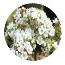 DwarfGiantFarm 100Pcs A Set Viburnum tinus Seed  ProQgf