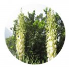 DwarfGiantFarm 100Pcs A Set Yucca gloriosa L Seed ProQgf