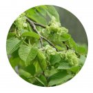 DwarfGiantFarm 100Pcs A Set Ulmus pumila tenue Seed ProQgf