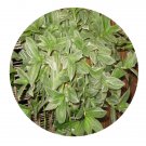 DwarfGiantFarm 100Pcs A Set Tradescantia flurnuensis Seed ProQgf