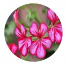 DwarfGiantFarm 100Pcs A Set Holiday Purple Blizzard Pelargonium Hortorum Flower Seed ProQgf