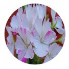 DwarfGiantFarm 100Pcs A Set Jackie Totlis Pelargonium Hortorum Flower Seed ProQgf