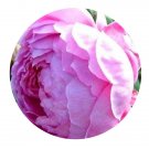 DwarfGiantFarm 500Pcs A Set Alan Titchmarsh Rosa chinensis Flower Seed ProQgf