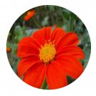 DwarfGiantFarm 500Pcs A Set Tithonia rotundifolia Seed ProQgf