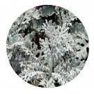 DwarfGiantFarm 500Pcs A Set Senecio cineraria Seed  ProQgf