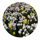 DwarfGiantFarm 500Pcs A Set Dendranthema morifolium Seed ProQgf