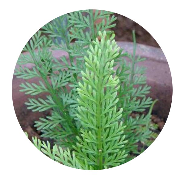 DwarfGiantFarm 200Pcs A Set Asplenium prolongatum Seed   ProQgf
