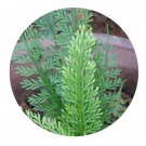 DwarfGiantFarm 200Pcs A Set Asplenium prolongatum Seed   ProQgf