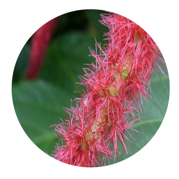 DwarfGiantFarm 200Pcs A Set Acalypha hispida Burm Seed   ProQgf