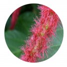 DwarfGiantFarm 200Pcs A Set Acalypha hispida Burm Seed   ProQgf