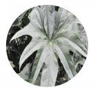 DwarfGiantFarm 100Pcs A Set Anthurium pedato-radiatum Seed ProQgf