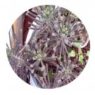 DwarfGiantFarm 100Pcs A Set Bryophyllum delagoense Seed ProQgf