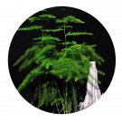 DwarfGiantFarm 100Pcs A Set Asparagus setaceus Seed ProQgf