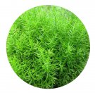 DwarfGiantFarm 100Pcs A Set Asparagus cochinchinensis Seed ProQgf