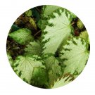 DwarfGiantFarm 100Pcs A Set Begonia Silver Jewel Seed ProQgf