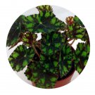 DwarfGiantFarm 100Pcs A Set Begonia Tiger Seed ProQgf