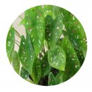 DwarfGiantFarm 100Pcs A Set Caladium hortulanum Seed ProQgf