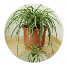 DwarfGiantFarm 100Pcs A Set Chlorophytum  comosum variegaturn  Seed ProQgf