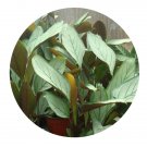 DwarfGiantFarm 100Pcs A Set Calathea leopardina Seed ProQgf