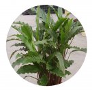 DwarfGiantFarm 100Pcs A Set Calathea rufibara Seed ProQgf