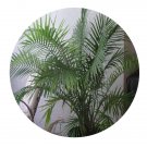 DwarfGiantFarm 100Pcs A Set Ravenea rivularis Seed. ProQgf