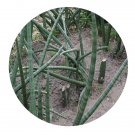 DwarfGiantFarm 100Pcs A Set Sansevieria cylindrica Bojer Seed ProQgf